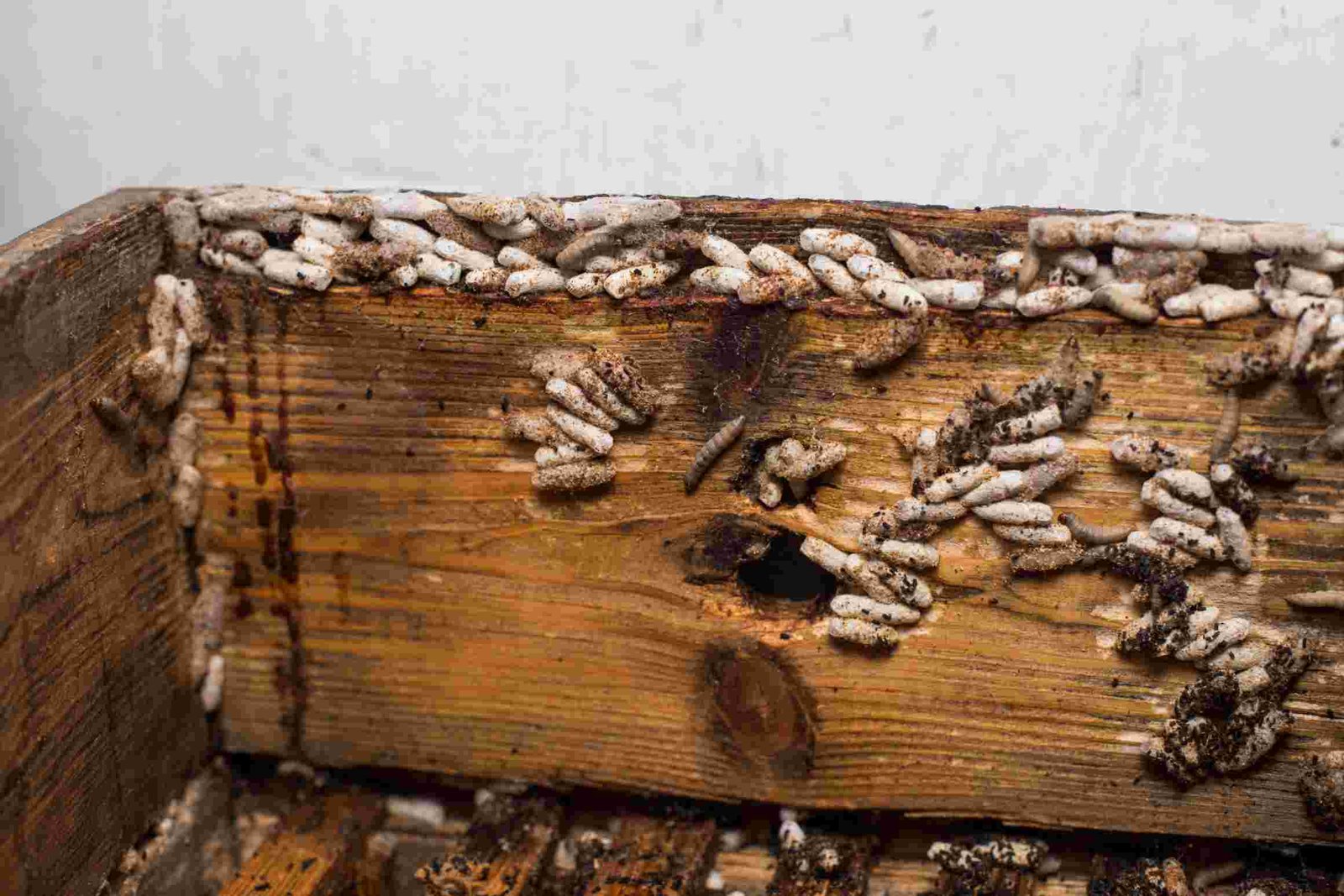 How Deep Does Woodworm Go? Understanding Hidden Infestation